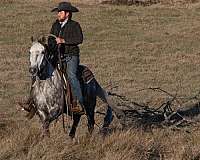 trail-riding-quarter-horse