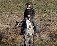 western-riding-quarter-horse