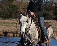 working-cow-quarter-horse