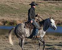 working-cattle-quarter-horse