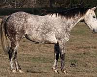 grey-quarter-horse-gelding