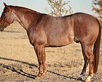 cutting-prospect-quarter-horse