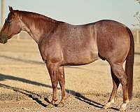 flashy-quarter-horse