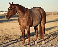 ranch-versatility-quarter-horse