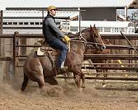 ranch-work-quarter-horse