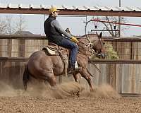 roping-quarter-horse