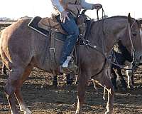 trail-riding-quarter-horse