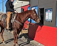 calf-roping-quarter-horse