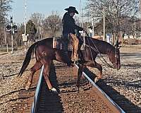 ranch-work-quarter-horse