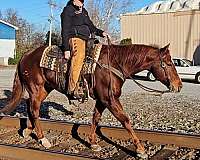 reining-quarter-horse