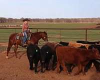 roping-quarter-horse