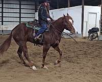 show-quarter-horse