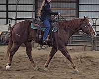 team-penning-quarter-horse