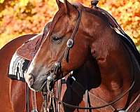 working-cow-quarter-horse