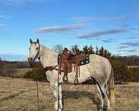 husband-safe-quarter-horse