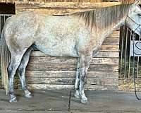 ranch-versatility-quarter-horse