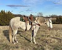 team-penning-quarter-horse