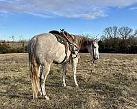 trail-riding-quarter-horse