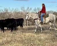 western-riding-quarter-horse