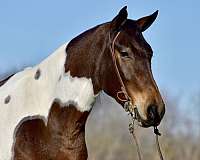 driving-friesian-horse