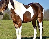 flashy-friesian-horse