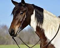 ranch-work-friesian-horse