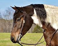 ridden-western-friesian-horse