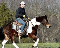 pinto-friesian-mare