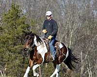 working-cattle-friesian-horse