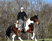 pinto-athletic-horse