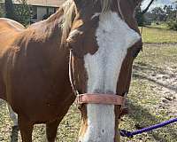 quarter-horse-for-sale