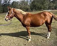 quarter-horse-mare