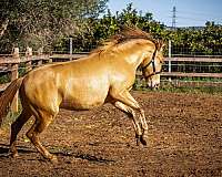 barock-pinto-andalusian-horse