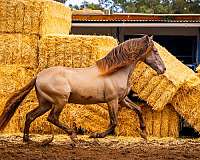 bohorquez-andalusian-horse