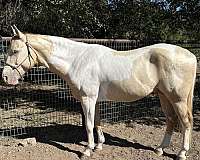 champagne-tobiano-project-stallion-horse