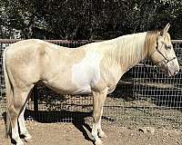 champagne-tobiano-apha-stallion