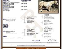 champagne-tobiano-stallion-for-sale