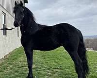 friesian-colt