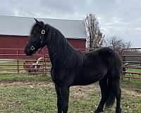 friesian-horse-for-sale