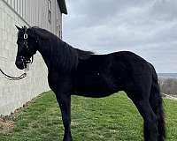 friesian-horse