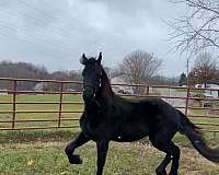 clydesdale-colt