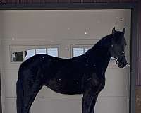 clydesdale-weanling