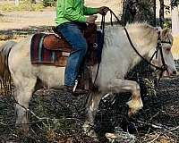 all-around-gypsy-vanner-horse