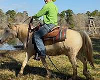 beginner-gypsy-vanner-horse