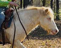 flashy-gypsy-vanner-horse