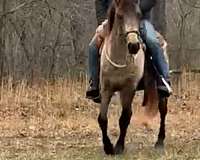 beginner-tennessee-walking-horse