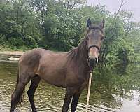 dappled-tennessee-walking-horse