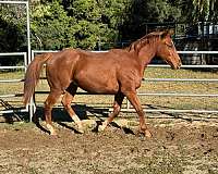 thoroughbred-gelding