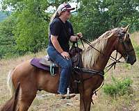 gelding-for-sale-kentucky-mountain-horse