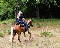 husband-hore-kentucky-mountain-horse